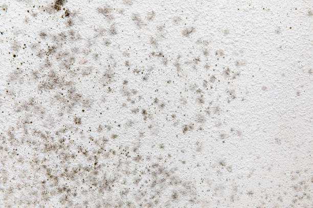 Best Mold Removal for HVAC Installations  in Fruitvale, CO